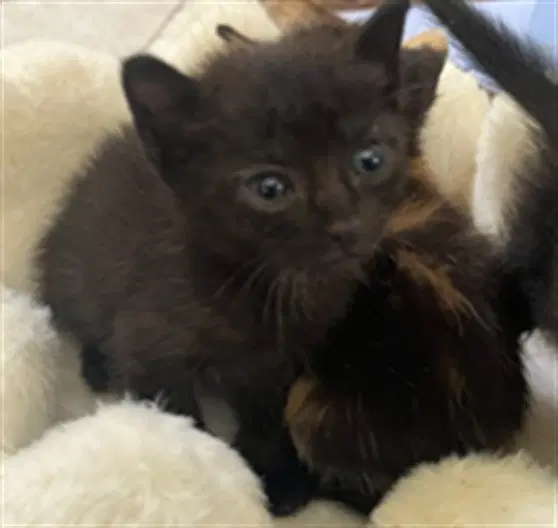 Unknown - Domestic Short Hair