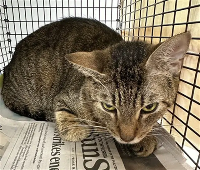Golden Girl - Domestic Short Hair