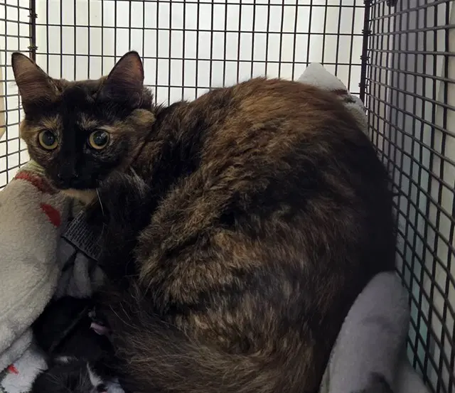 Knight Rider - Domestic Short Hair