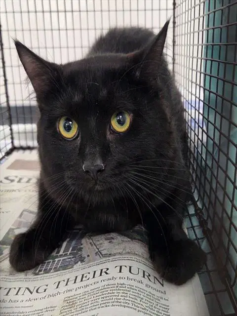 Magnum Pi - Domestic Short Hair