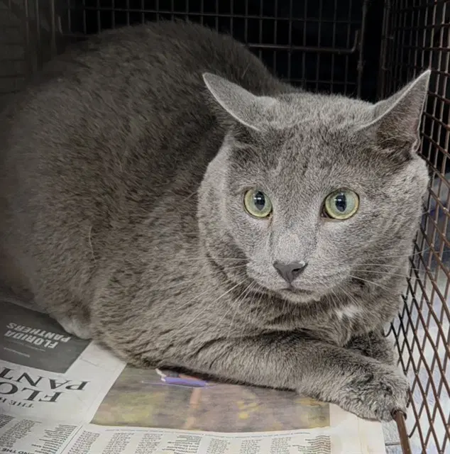 Mac Gyver - Domestic Short Hair