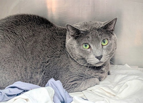 picture of the cat needing adoption