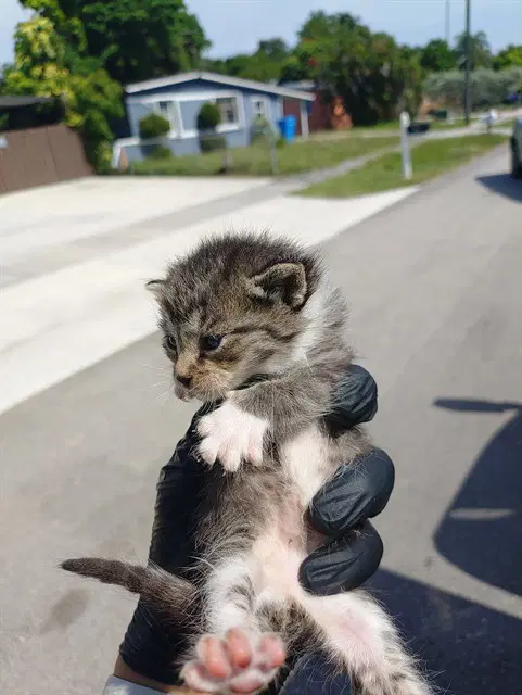 Unknown - Domestic Short Hair