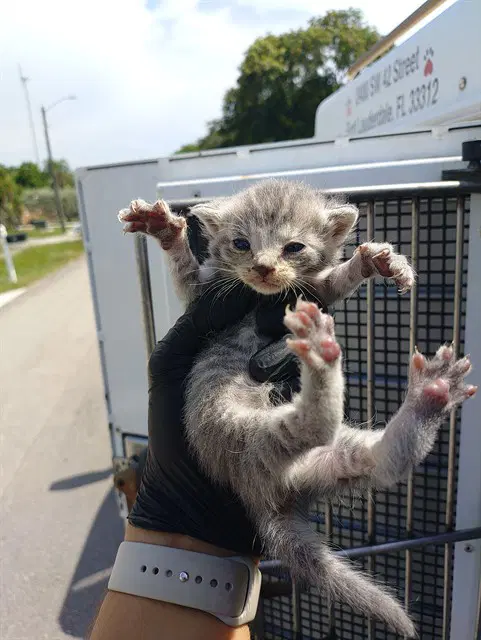 Unknown - Domestic Short Hair