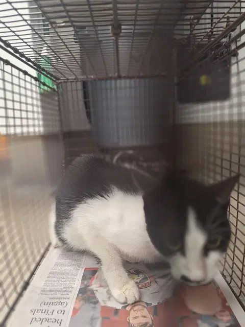 Gatalina - Domestic Short Hair