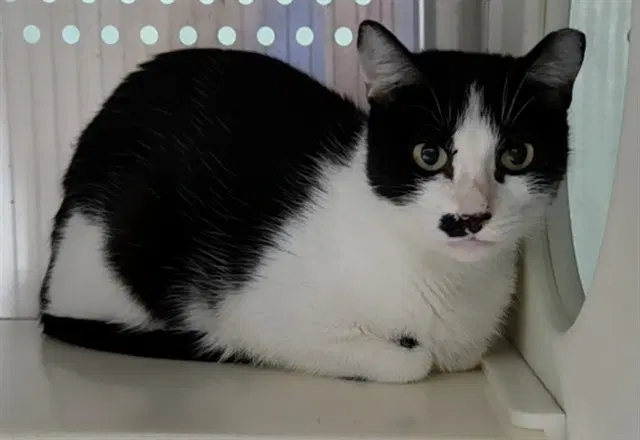 Gatalina - Domestic Short Hair