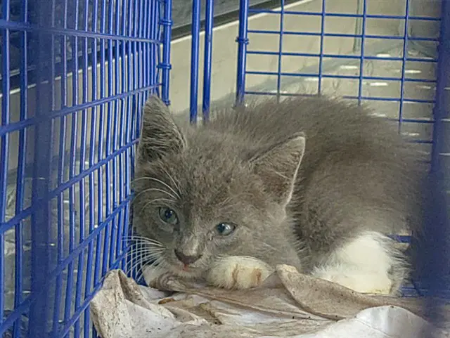 Grover - Domestic Short Hair