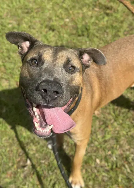 Cowboy - American Staffordshire Terrier