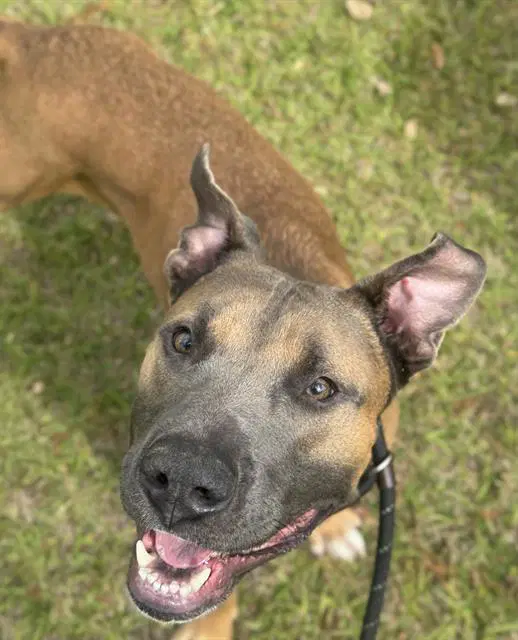 Cowboy - American Staffordshire Terrier