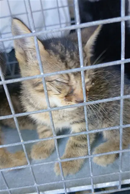 Unknown - Domestic Short Hair