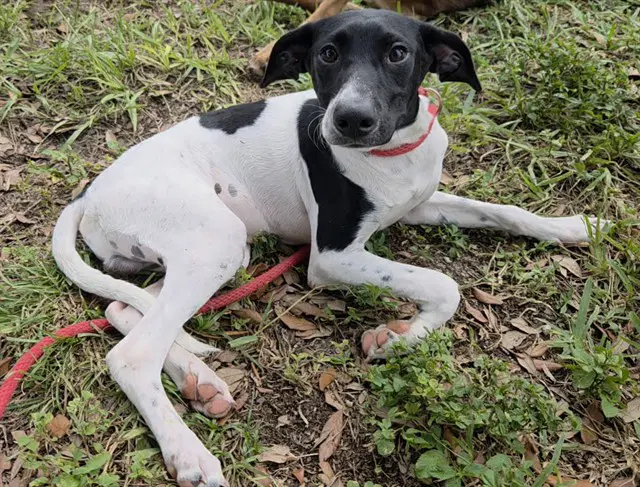 Gumball - English Coonhound