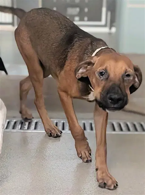 Darwin - English Coonhound