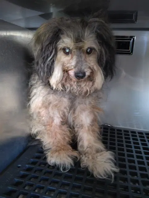 Thomas - Havanese