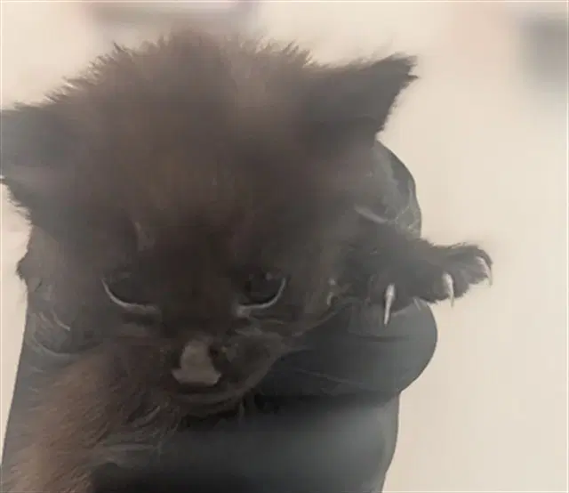 Unknown - Domestic Short Hair