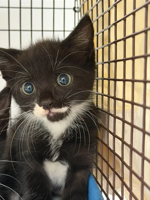 Unknown - Domestic Short Hair