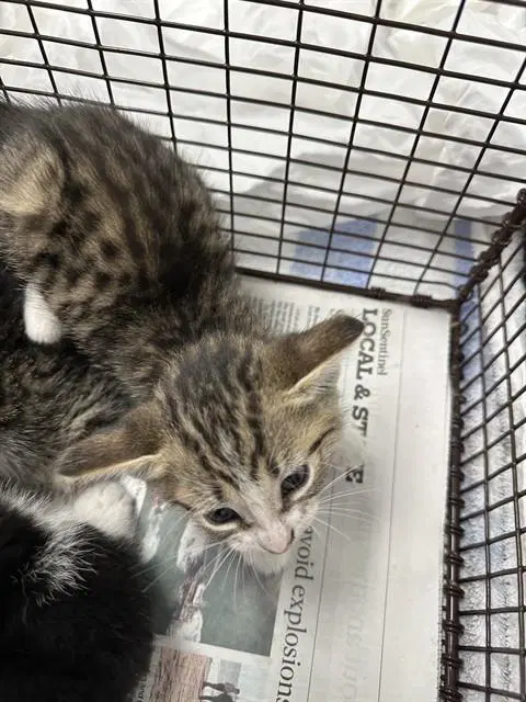 Unknown - Domestic Short Hair