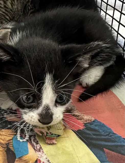 Unknown - Domestic Short Hair