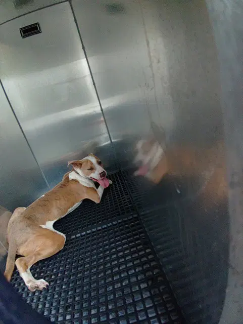 Bo - American Staffordshire Terrier