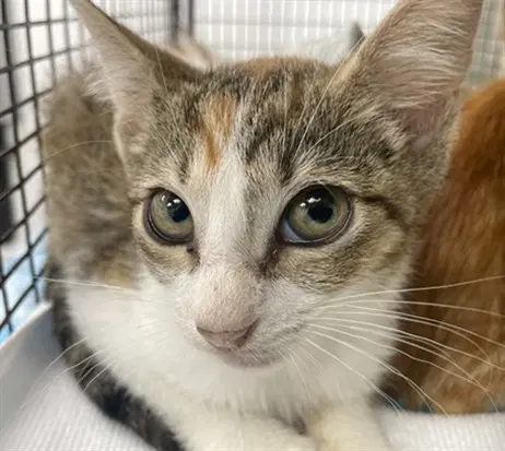 Zara - Domestic Short Hair