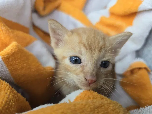 Bizkit - Domestic Short Hair
