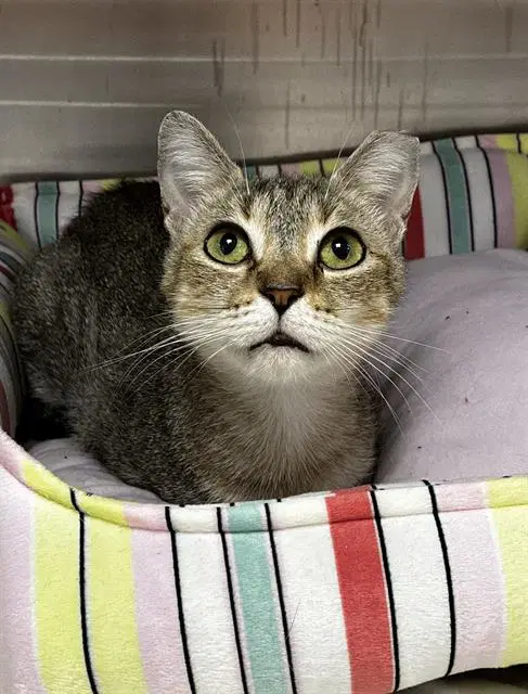 Mariah - Domestic Short Hair