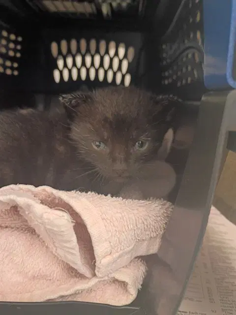 Marvin - Domestic Short Hair