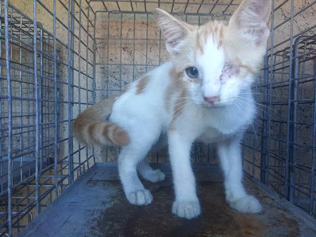 Luca