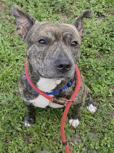 Calzone - American Staffordshire Terrier