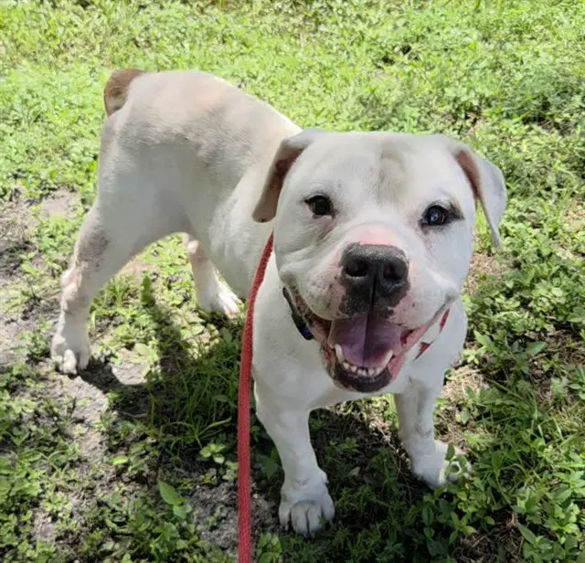 Trenton - American Bulldog