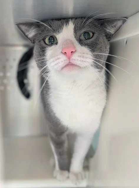 Milo image 1