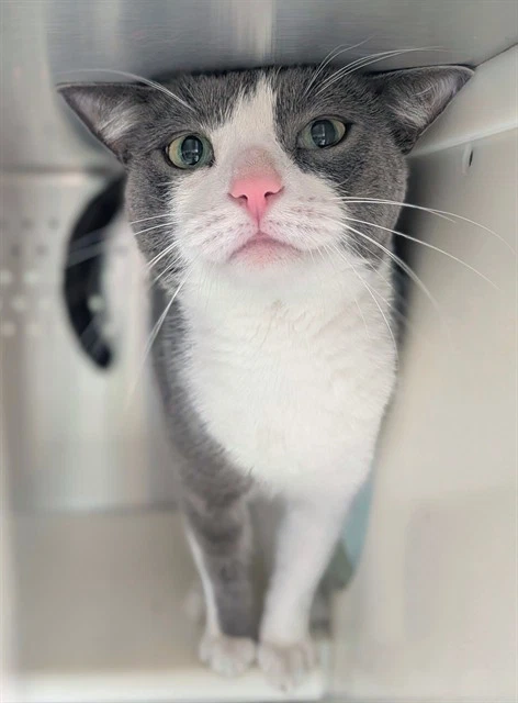 Milo