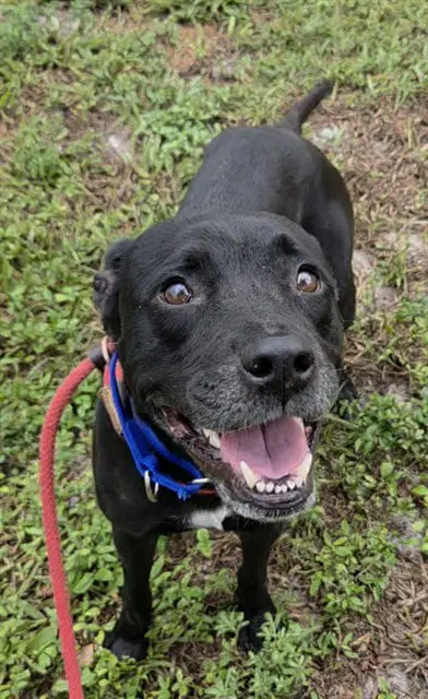 Toph - Labrador Retriever