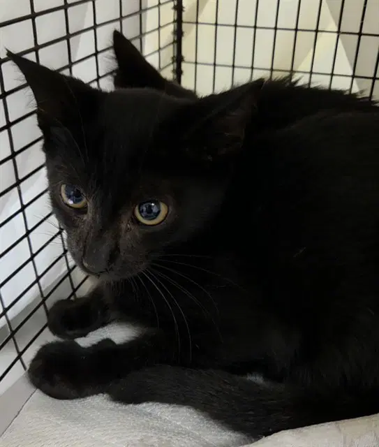 Ian - Domestic Short Hair
