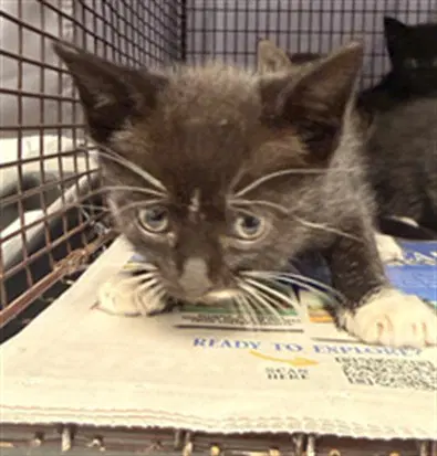 Unknown - Domestic Short Hair