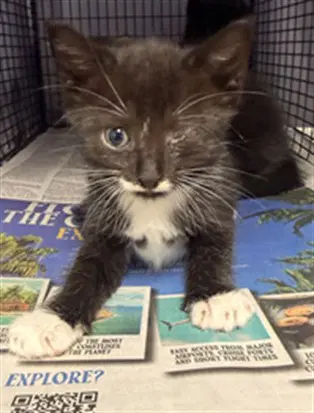 Unknown - Domestic Short Hair