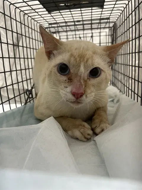 Astro - Domestic Short Hair