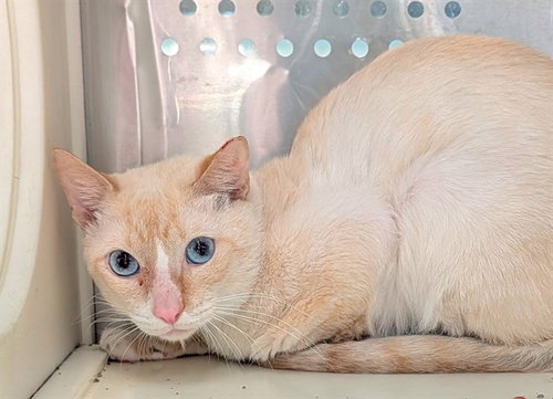 picture of the cat needing adoption