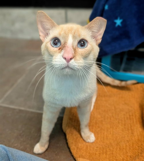 ASTRO, a cat for adoption from Broward County Animal Care & Regulation - Ft. Lauderdale