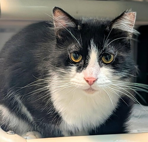 picture of the cat needing adoption