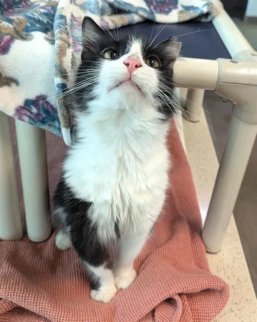 Slayer - Domestic Short Hair