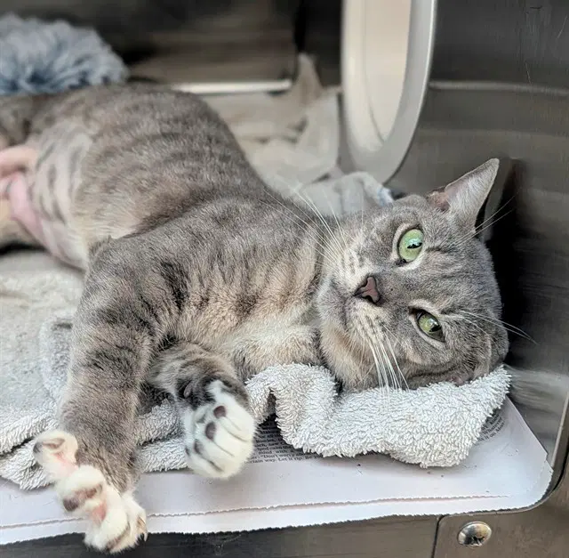 Asha - Domestic Short Hair