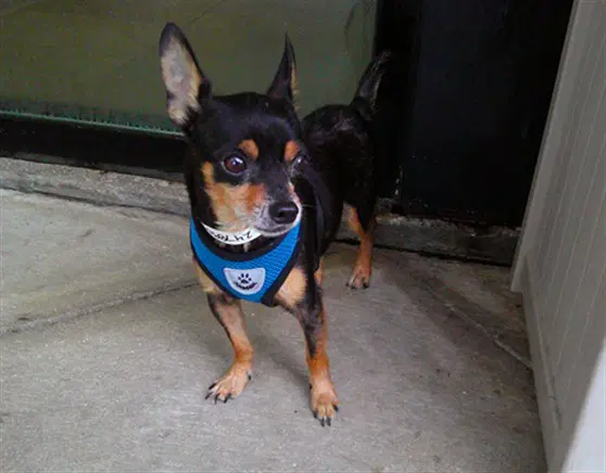 Ogio - Chihuahua