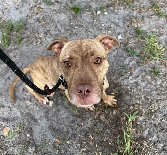 Bronco - American Staffordshire Terrier
