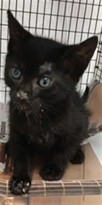 Unknown - Domestic Short Hair