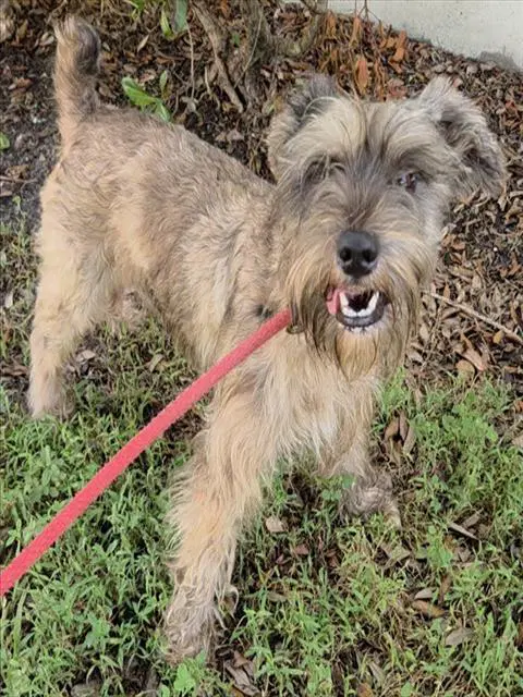 Knox - Schnauzer