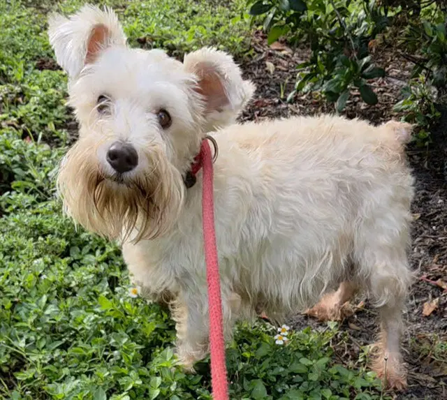Eudora - Schnauzer
