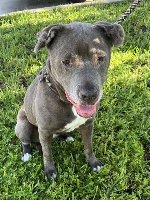 Lucia - Pit Bull Terrier