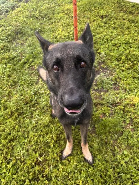 Unknown - German Shepherd Dog