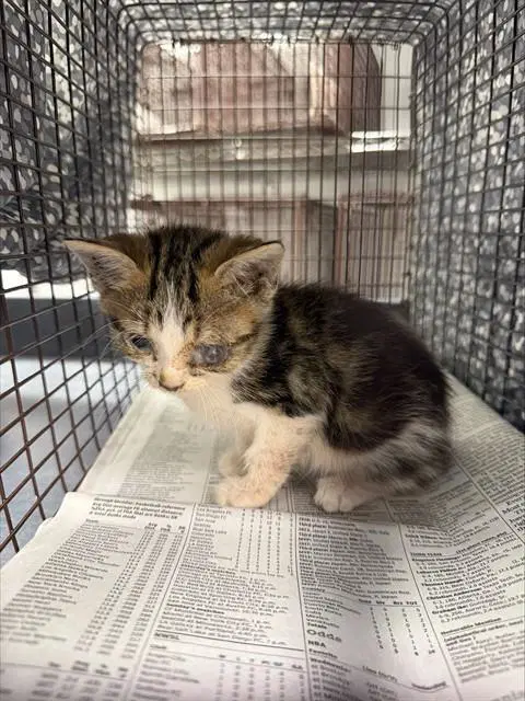 Caspian - Domestic Short Hair