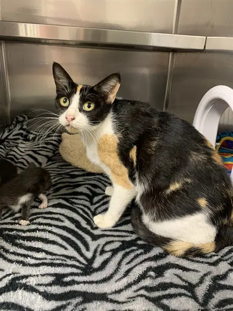 Unknown - Domestic Short Hair